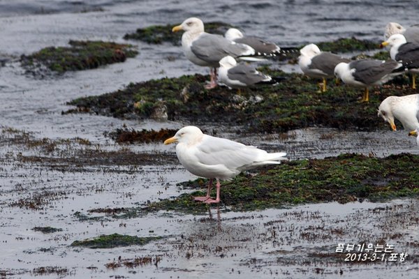 쇠흰갈매기(Larus hyperboreus barrovianus)